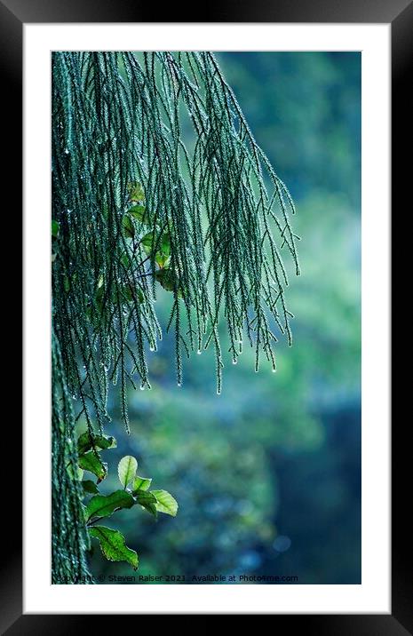 Conifer Tree at Dawn, New Zealand Framed Mounted Print by Steven Ralser