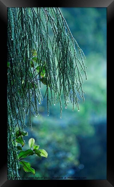 Conifer Tree at Dawn, New Zealand Framed Print by Steven Ralser