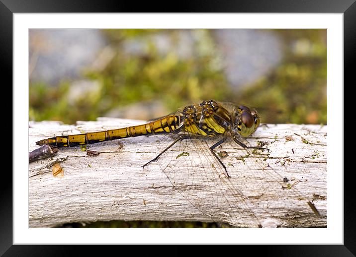 Common Darter dragonfly female Framed Mounted Print by Hugh McKean