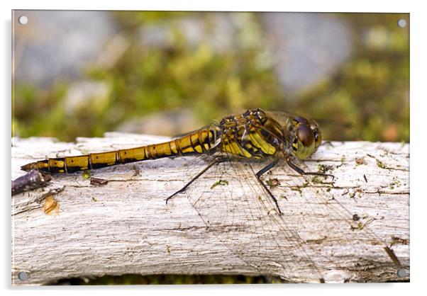 Common Darter dragonfly female Acrylic by Hugh McKean