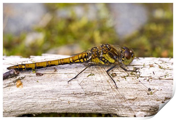 Common Darter dragonfly female Print by Hugh McKean