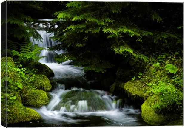 Small waterfall in the forest Canvas Print by Chuck Koonce