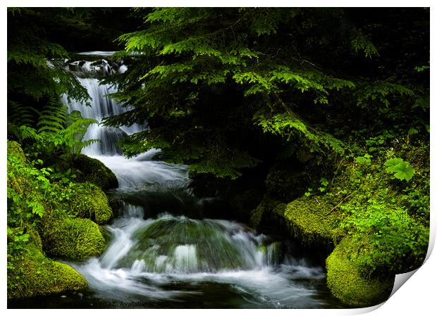 Small waterfall in the forest Print by Chuck Koonce