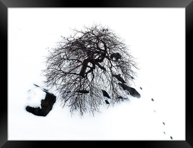 Trees and tracks in the snow Framed Print by Chuck Koonce