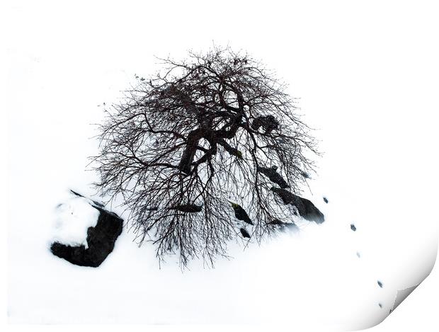 Trees and tracks in the snow Print by Chuck Koonce