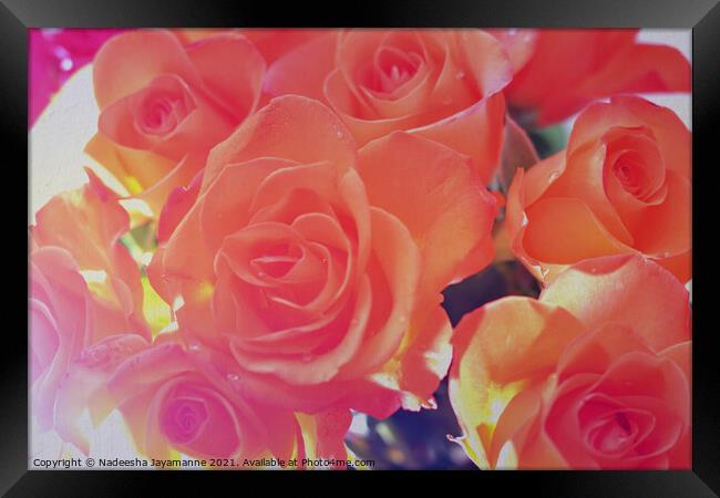 Roses! Framed Print by Nadeesha Jayamanne