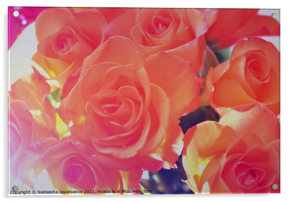 Roses! Acrylic by Nadeesha Jayamanne