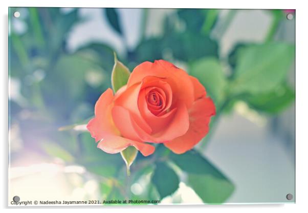Rose! Acrylic by Nadeesha Jayamanne