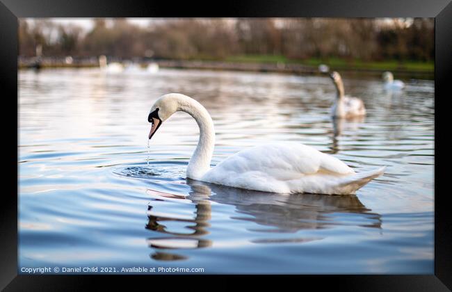 Swan on the lake Framed Print by Daniel Child