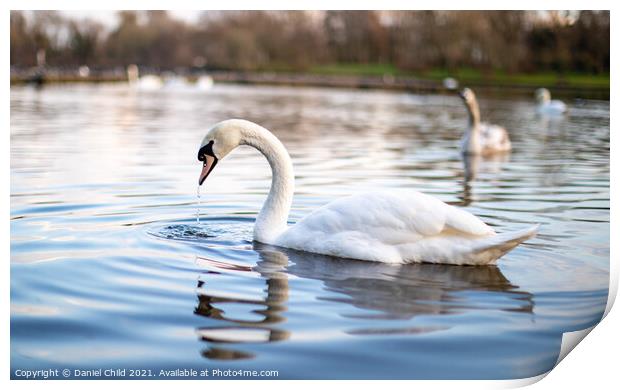 Swan on the lake Print by Daniel Child
