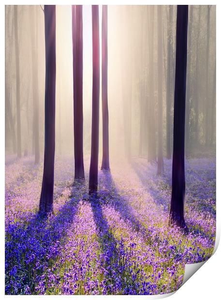 Silhouettes in a Bluebell Wood Print by David Neighbour
