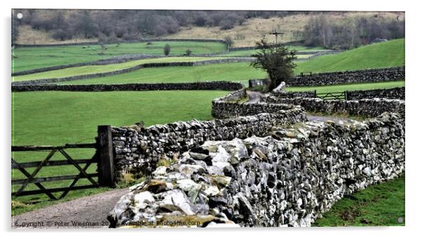 Dry stone walls Yorkshire Dales Acrylic by Peter Wiseman