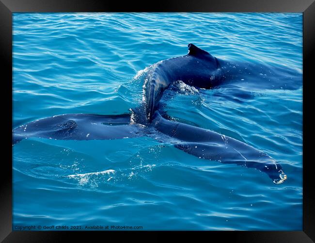 Huge Adult Humpback Whale Closeup.   Framed Print by Geoff Childs