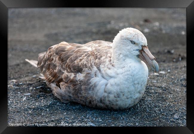 Southern Giant Petrel; Macronectes giganteus Framed Print by Steve de Roeck