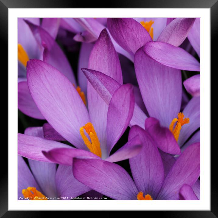 Bursting with Spring Beauty Framed Mounted Print by Janet Carmichael