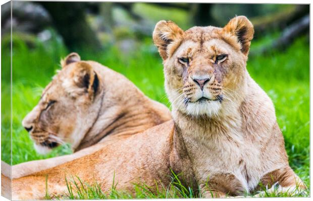 Two African Lions Canvas Print by Jason Wells