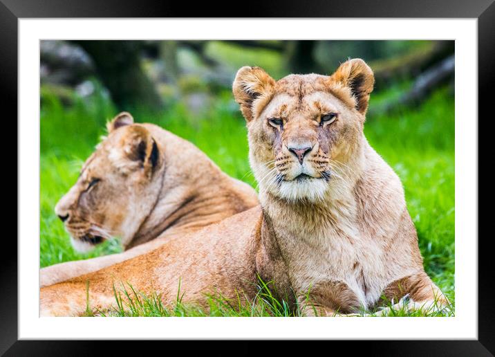 Two African Lions Framed Mounted Print by Jason Wells
