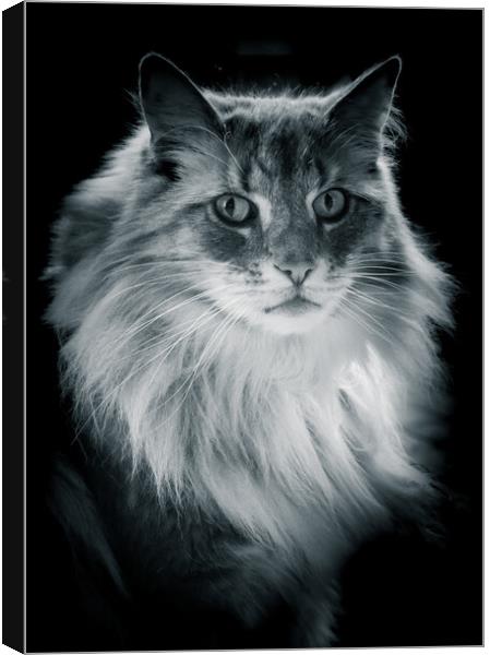 Norwegian Forrest Cat - Black & White  Canvas Print by Duncan Loraine