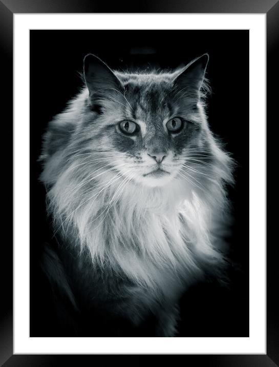 Norwegian Forrest Cat - Black & White  Framed Mounted Print by Duncan Loraine