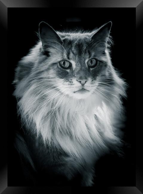 Norwegian Forrest Cat - Black & White  Framed Print by Duncan Loraine