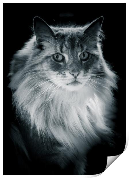 Norwegian Forrest Cat - Black & White  Print by Duncan Loraine