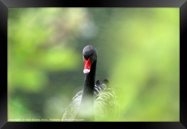 Black Swan Framed Print by Glyn Evans
