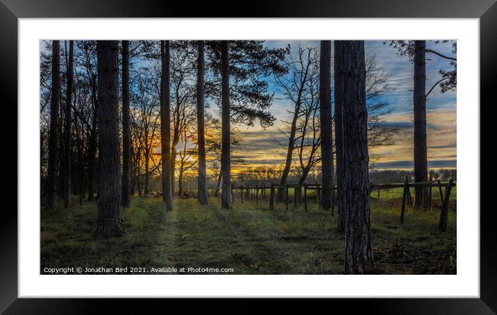 Light through the Pines, Thorndon Country Park Framed Mounted Print by Jonathan Bird