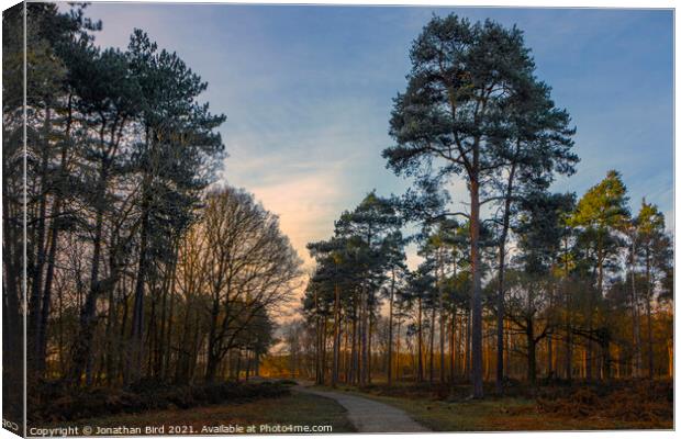 Late Sun in the Pines, Thorndon Country Park Canvas Print by Jonathan Bird