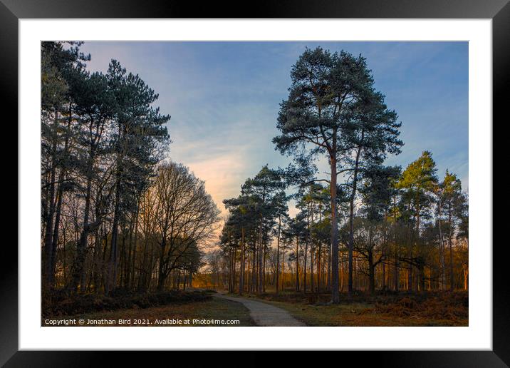 Late Sun in the Pines, Thorndon Country Park Framed Mounted Print by Jonathan Bird