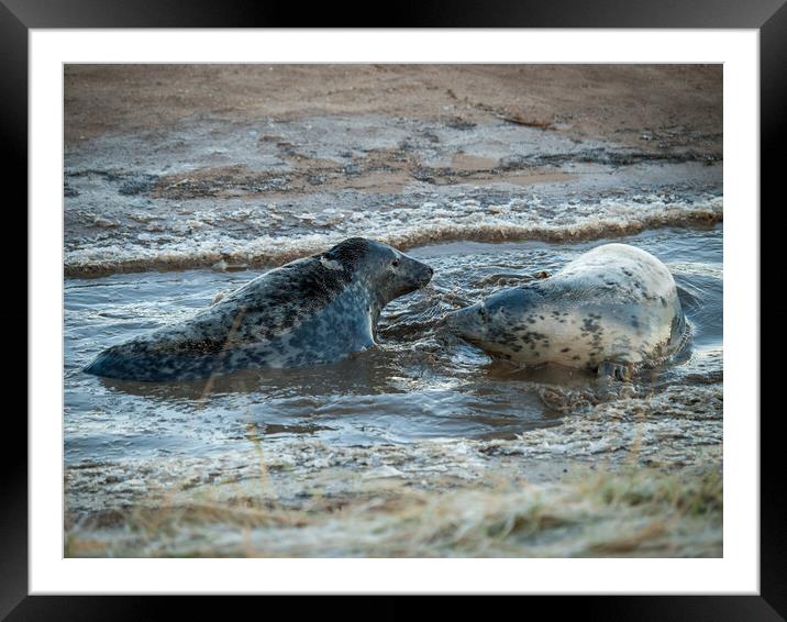 Two grey seals at Donna Nook Framed Mounted Print by David Hall