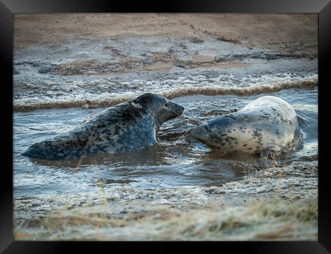 Two grey seals at Donna Nook Framed Print by David Hall
