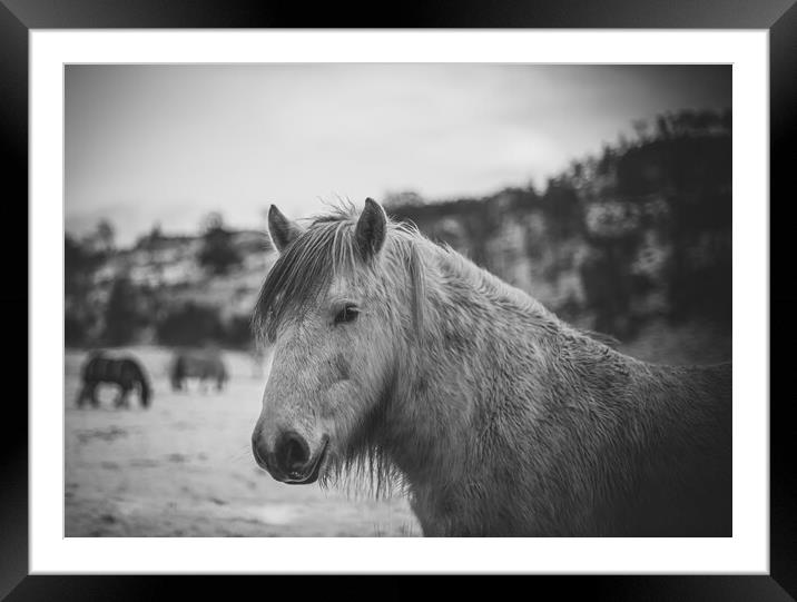 A horse standing on top of a dirt field Framed Mounted Print by Duncan Loraine