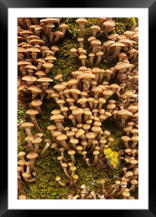 Honey Mushrooms - Armillaria Mellea Framed Mounted Print by Rory Trappe