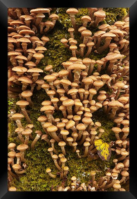 Honey Mushrooms - Armillaria Mellea Framed Print by Rory Trappe