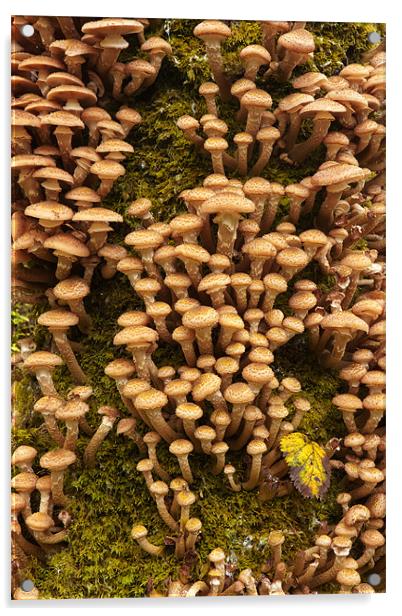 Honey Mushrooms - Armillaria Mellea Acrylic by Rory Trappe