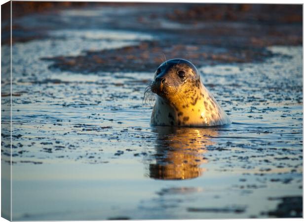 Donna Nook seal bobbing up. Canvas Print by David Hall