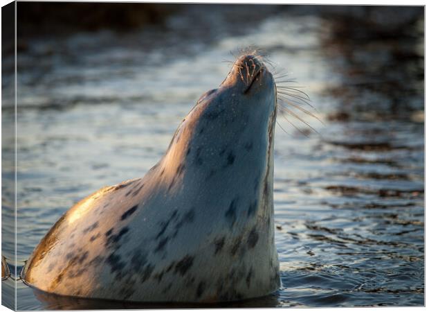Grey seal raising up out of the water Canvas Print by David Hall