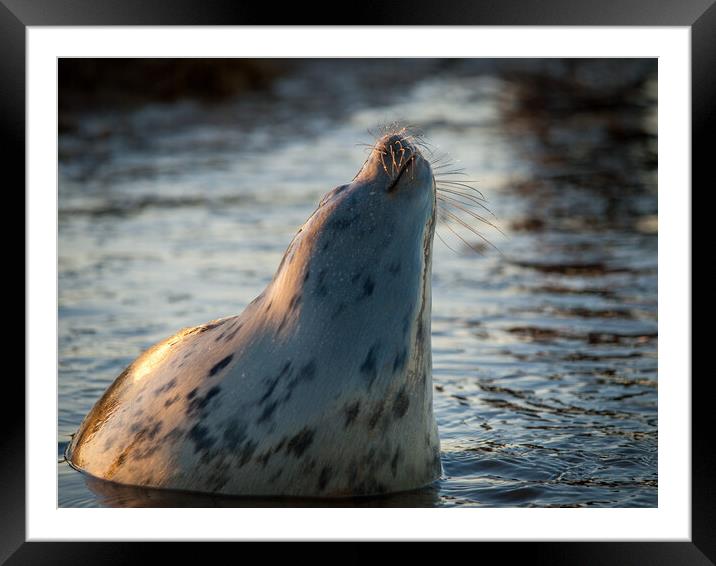 Grey seal raising up out of the water Framed Mounted Print by David Hall