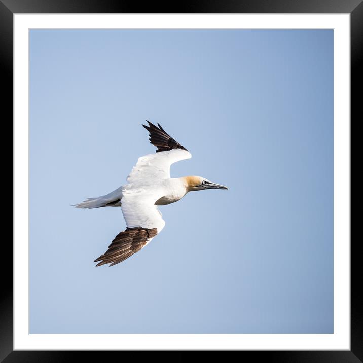 Northern gannet square crop Framed Mounted Print by Jason Wells