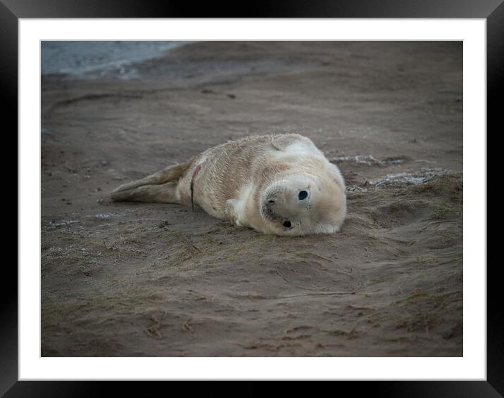 New born grey seal pup,  Donna Nook, Norfolk. Framed Mounted Print by David Hall