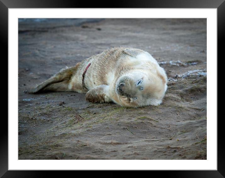 A Newborn seal pup on a beach. Framed Mounted Print by David Hall