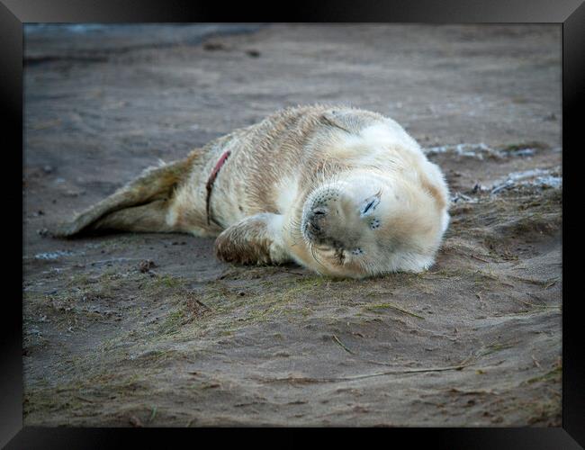 A Newborn seal pup on a beach. Framed Print by David Hall