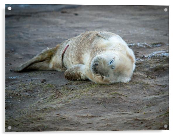 A Newborn seal pup on a beach. Acrylic by David Hall