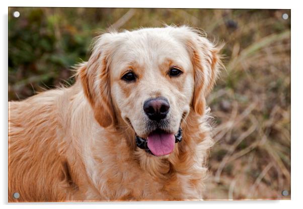 Golden Retriever Acrylic by Roger Green