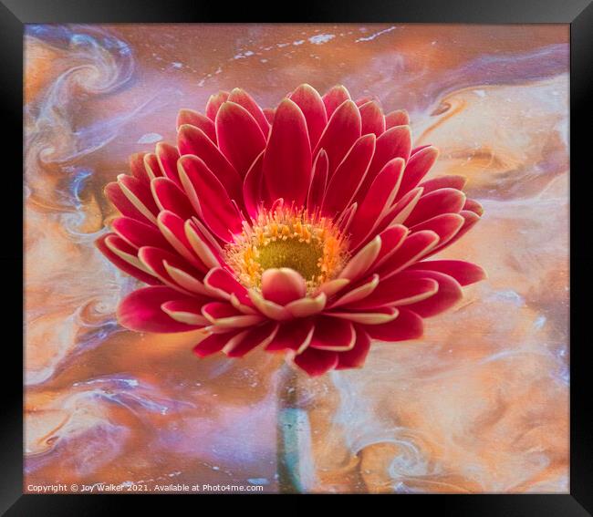  A single pink Gerbera flower Framed Print by Joy Walker