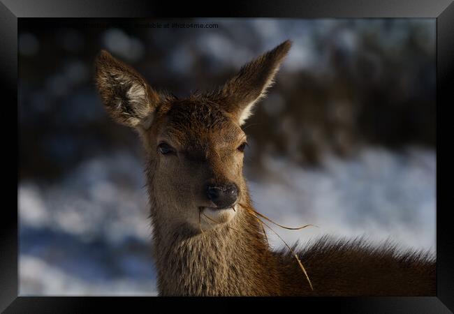 Red Deer In The Snow  Framed Print by rawshutterbug 
