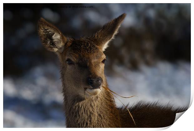 Red Deer In The Snow  Print by rawshutterbug 