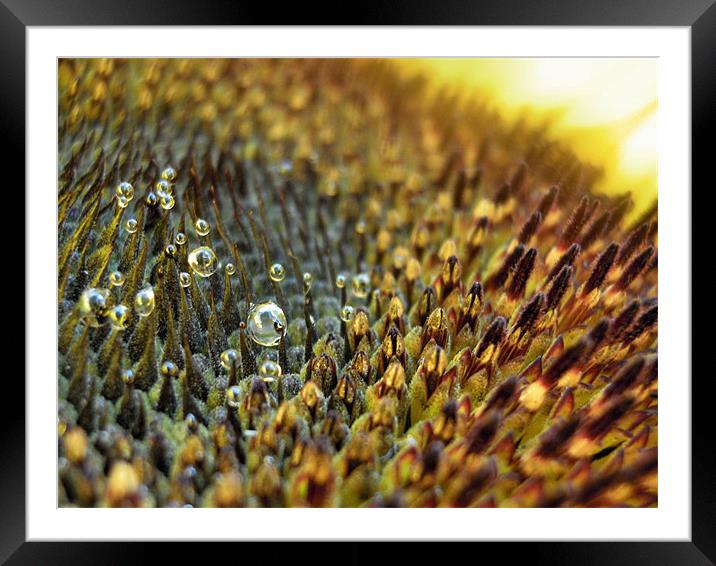 secret world of the sunflower 2 Framed Mounted Print by Heather Newton