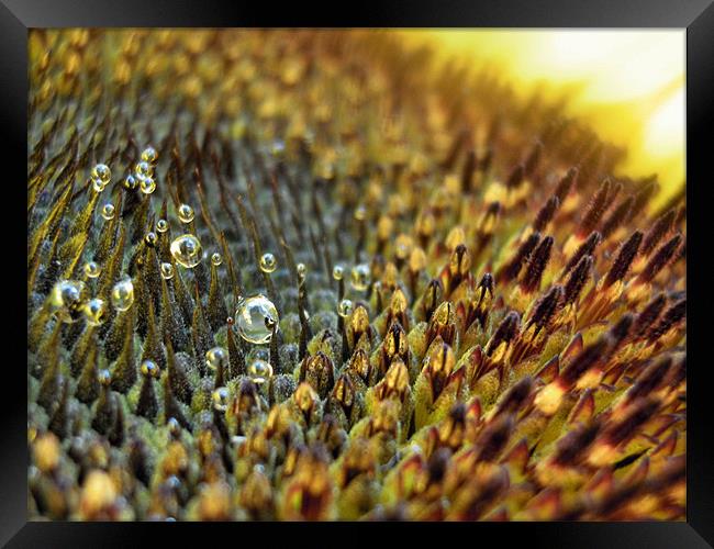 secret world of the sunflower 2 Framed Print by Heather Newton