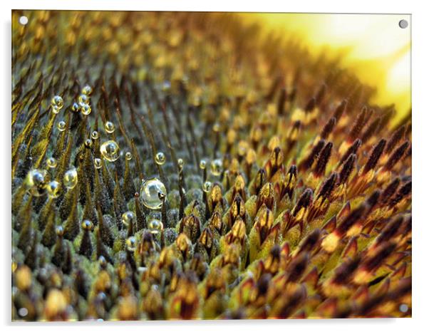 secret world of the sunflower 2 Acrylic by Heather Newton